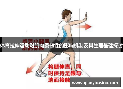 体育拉伸运动对肌肉柔韧性的影响机制及其生理基础探讨